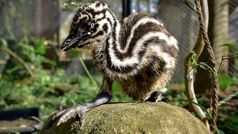 Na imagem, o filhotinho de emu, em cima de uma pedra. o animal tem listas marrons e brancas da cabe&ccedil;a a&eacute; o rabo, e possui olhos e bico negros. ele est&aacute; em um ambiente com folhas, plantas e &aacute;rvores. 