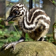 Na imagem, o filhotinho de emu, em cima de uma pedra. o animal tem listas marrons e brancas da cabe&ccedil;a a&eacute; o rabo, e possui olhos e bico negros. ele est&aacute; em um ambiente com folhas, plantas e &aacute;rvores. 