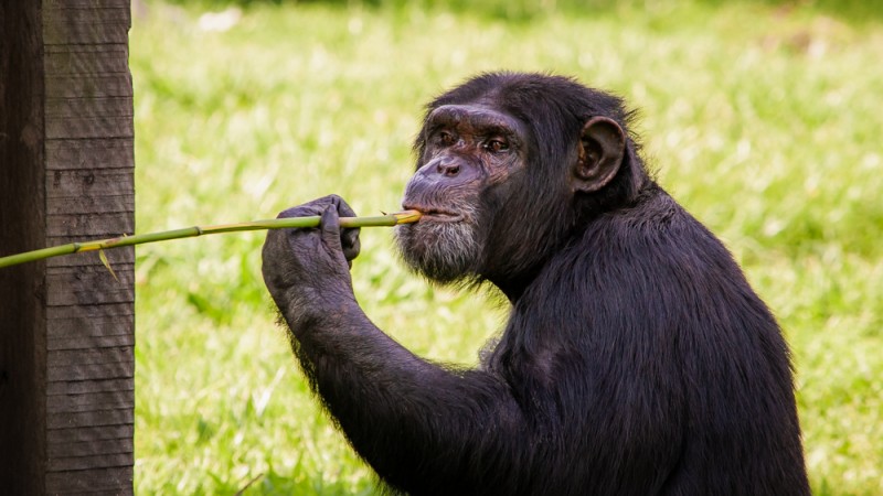 Visitantes poder&atilde;o conhecer a fauna do Parque Zool&oacute;gico durante o feriado