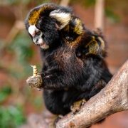 Os saguis são animais onívoros e apreciam comer larvas de tenébrio, que são excelentes fontes de proteína e energia